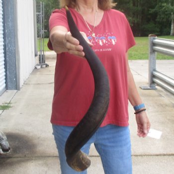  Kudu horn for sale measuring 33 inches - $65