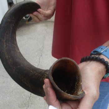  Kudu horn for sale measuring 33 inches - $65