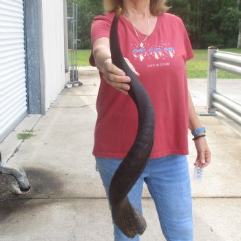  Kudu horn for sale measuring 34 inches - $65