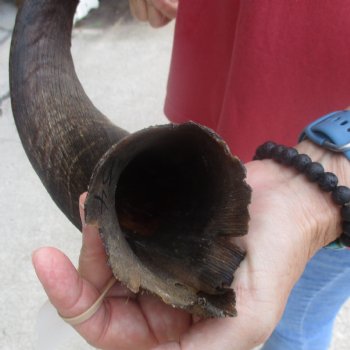  Kudu horn for sale measuring 34 inches - $65
