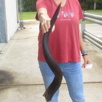 Kudu horn for sale measuring 32 inches - $65