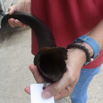  Kudu horn for sale measuring 32 inches - $65