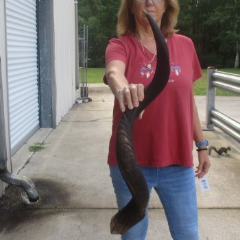  Kudu horn for sale measuring 38 inches - $90