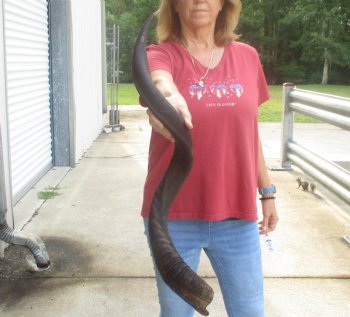  Kudu horn for sale measuring 38 inches - $90