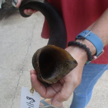 Kudu horn for sale measuring 38 inches - $90