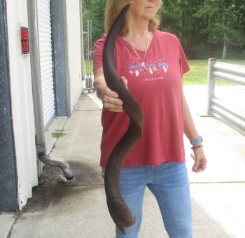  Kudu horn for sale measuring 38 inches - $90