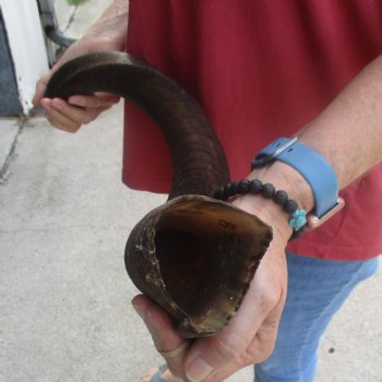  Kudu horn for sale measuring 38 inches - $90