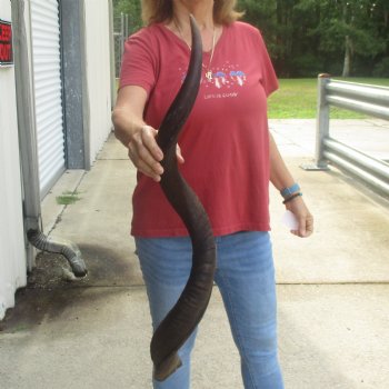 Kudu horn for sale measuring 37 inches - $90