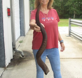  Kudu horn for sale measuring 37 inches - $90