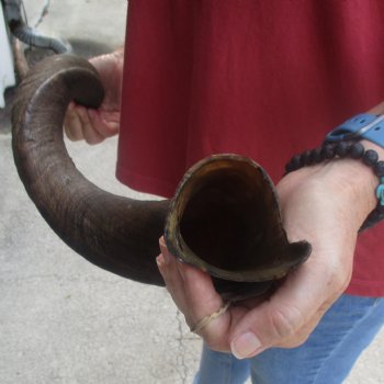  Kudu horn for sale measuring 37 inches - $90