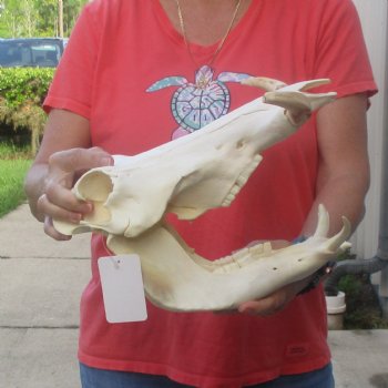 12 inch long African Warthog Skull for sale with 6 inch Ivory tusks - $145