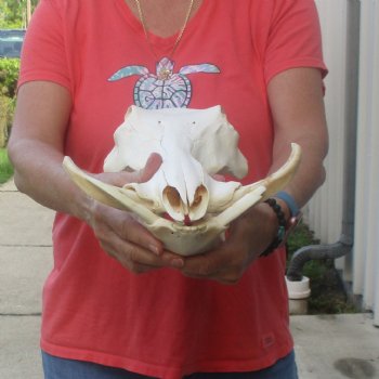 12 inch long African Warthog Skull for sale with 6 inch Ivory tusks - $145