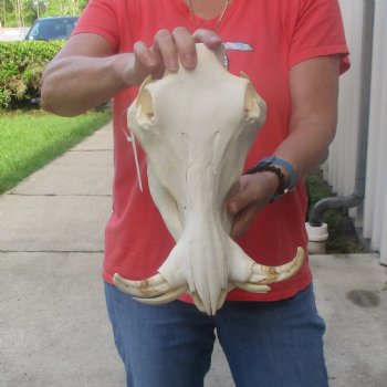 12 inch long African Warthog Skull for sale with 6 inch Ivory tusks - $145