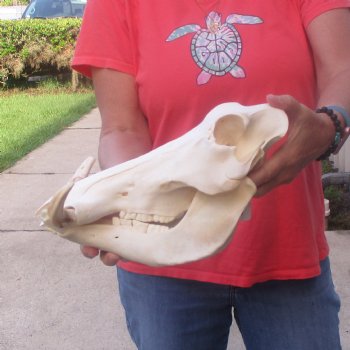 12 inch long African Warthog Skull for sale with 6 inch Ivory tusks - $145