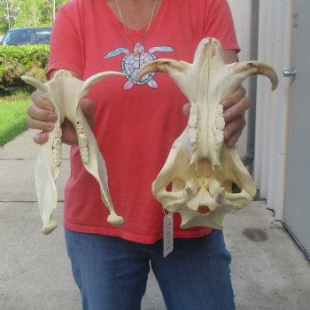 12 inch long African Warthog Skull for sale with 6 inch Ivory tusks - $145