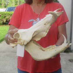 13 inch long African Warthog Skull for sale with 6 inch Ivory tusks - $145