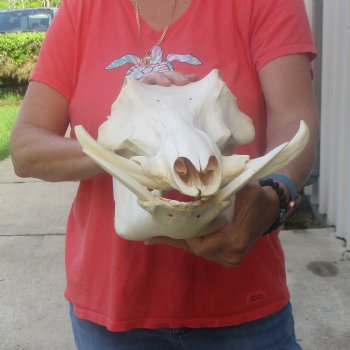 13 inch long African Warthog Skull for sale with 6 inch Ivory tusks - $145