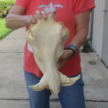 13 inch long African Warthog Skull for sale with 6 inch Ivory tusks - $145