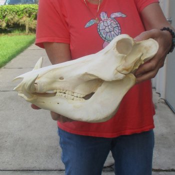 13 inch long African Warthog Skull for sale with 6 inch Ivory tusks - $145
