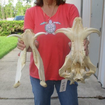 13 inch long African Warthog Skull for sale with 6 inch Ivory tusks - $145