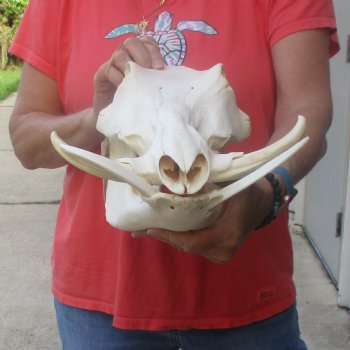 12 inch long African Warthog Skull for sale with 6 inch Ivory tusks - $145