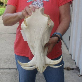 12 inch long African Warthog Skull for sale with 6 inch Ivory tusks - $145