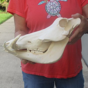 12 inch long African Warthog Skull for sale with 6 inch Ivory tusks - $145