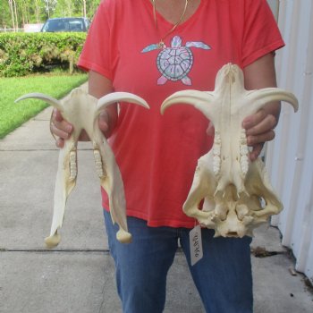 12 inch long African Warthog Skull for sale with 6 inch Ivory tusks - $145