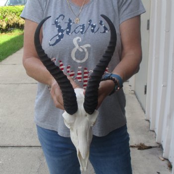 11 & 12 inch Horns on Male Springbok Skull - $60