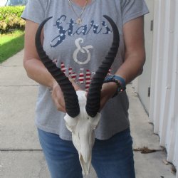 11 & 12 inch Horns on Male Springbok Skull - $60