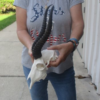 11 & 12 inch Horns on Male Springbok Skull - $60