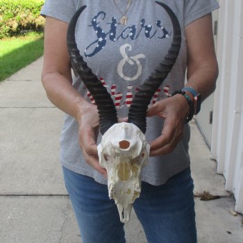 11 & 12 inch Horns on Male Springbok Skull - $60