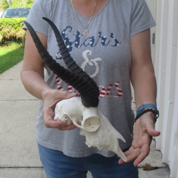 11 & 12 inch Horns on Male Springbok Skull - $60