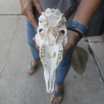11 & 12 inch Horns on Male Springbok Skull - $60