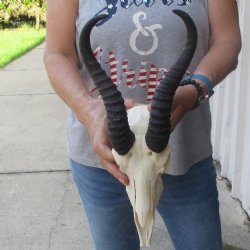 10 inch Horns on Male Springbok Skull - $60
