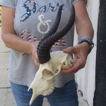 10 inch Horns on Male Springbok Skull - $60