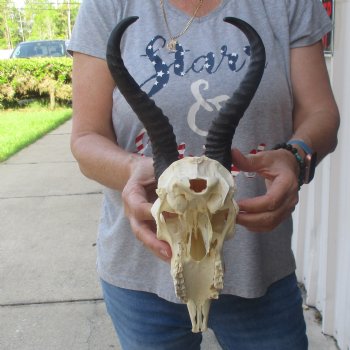 10 inch Horns on Male Springbok Skull - $60