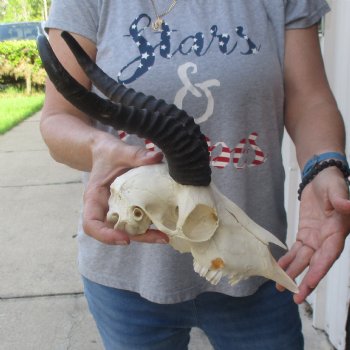 10 inch Horns on Male Springbok Skull - $60