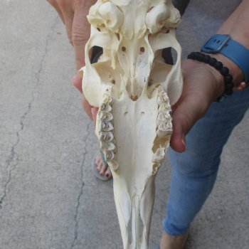 10 inch Horns on Male Springbok Skull - $60