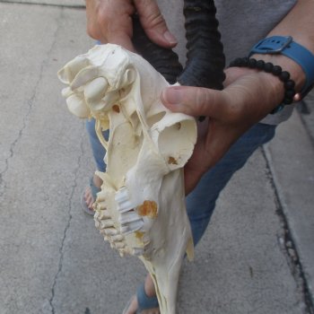 10 inch Horns on Male Springbok Skull - $60