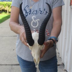 10 inch Horns on Male Springbok Skull - $60