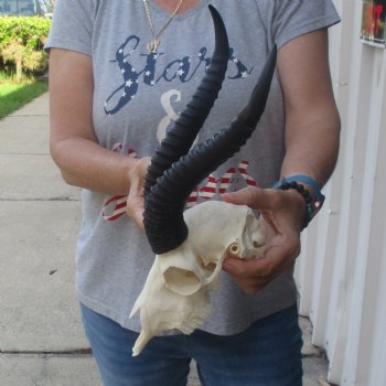 10 inch Horns on Male Springbok Skull - $60