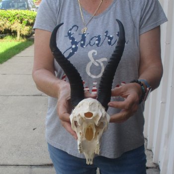 10 inch Horns on Male Springbok Skull - $60