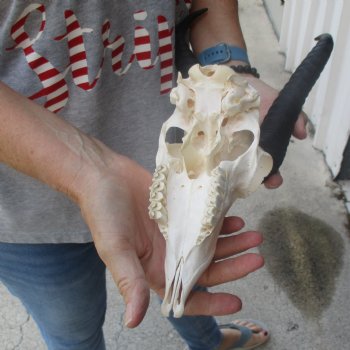 10 inch Horns on Male Springbok Skull - $60