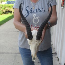10 inch Horns on Male Springbok Skull - $60