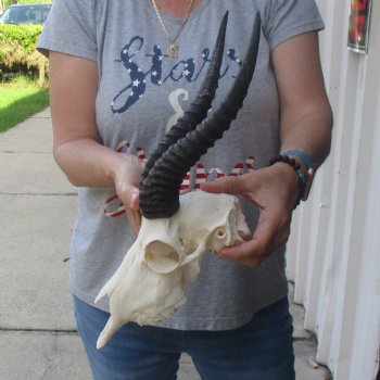 10 inch Horns on Male Springbok Skull - $60