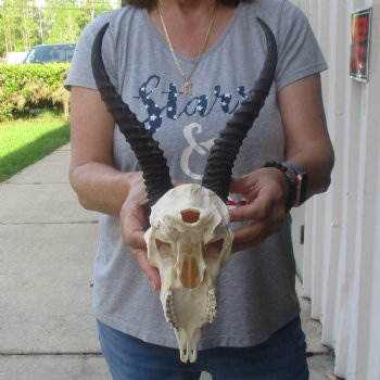 10 inch Horns on Male Springbok Skull - $60