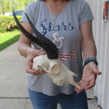 10 inch Horns on Male Springbok Skull - $60