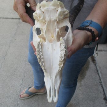 10 inch Horns on Male Springbok Skull - $60