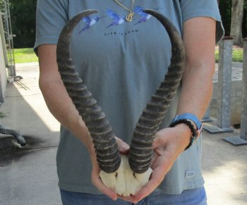 Buy this Male Springbok Skull Plate with 12-1/2" Horns for $30